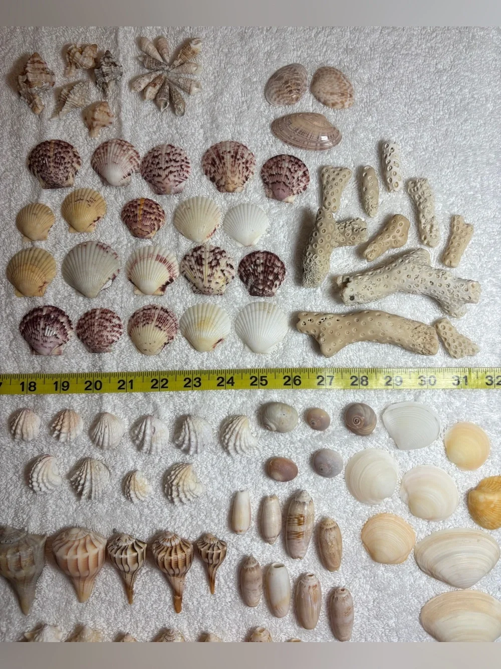 110 Mix Sanibel Island Assorted Seashell Collection!   Great for crafting!!